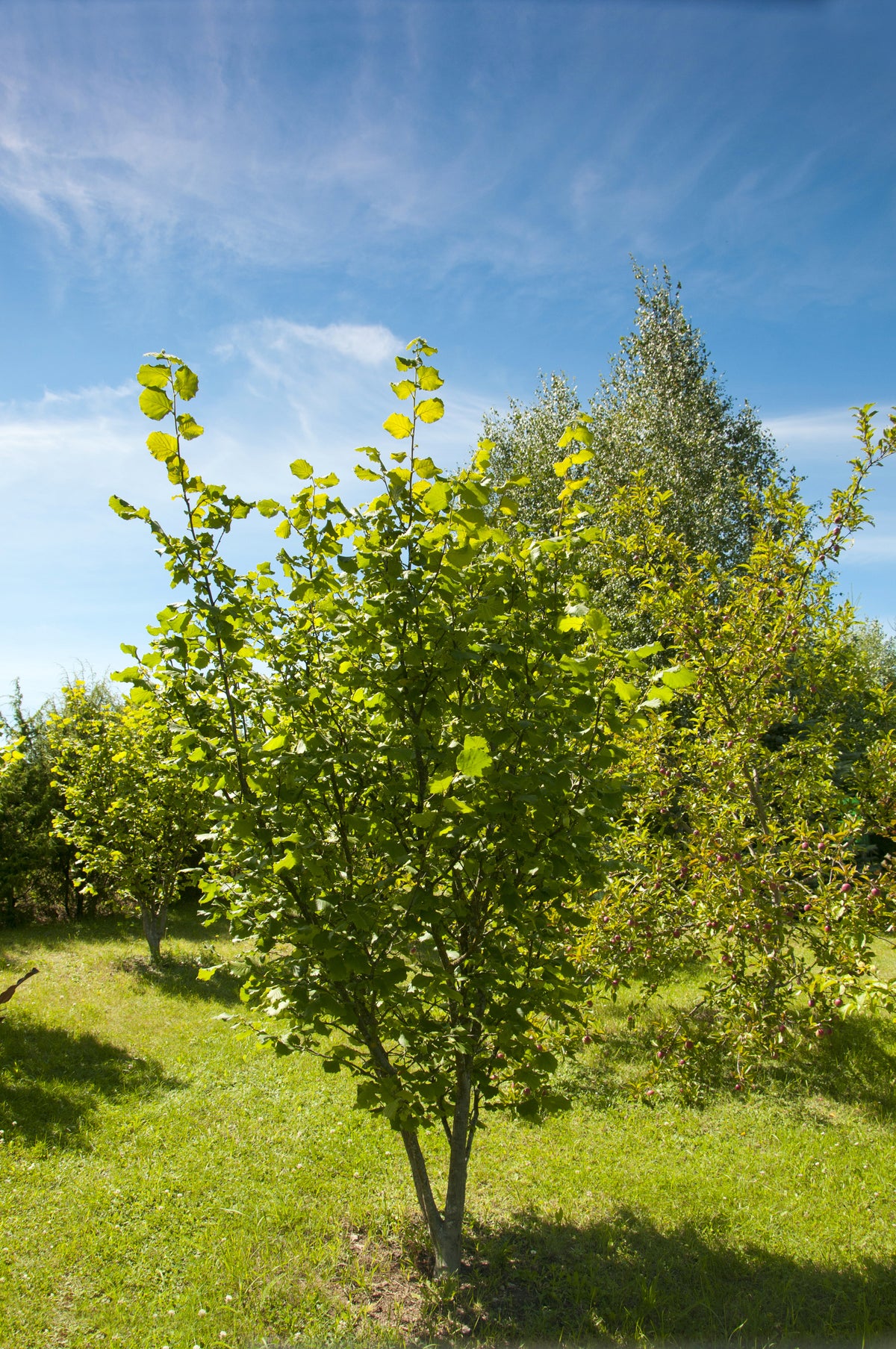Corylus 'Webb's Prize Cob', 10-pack