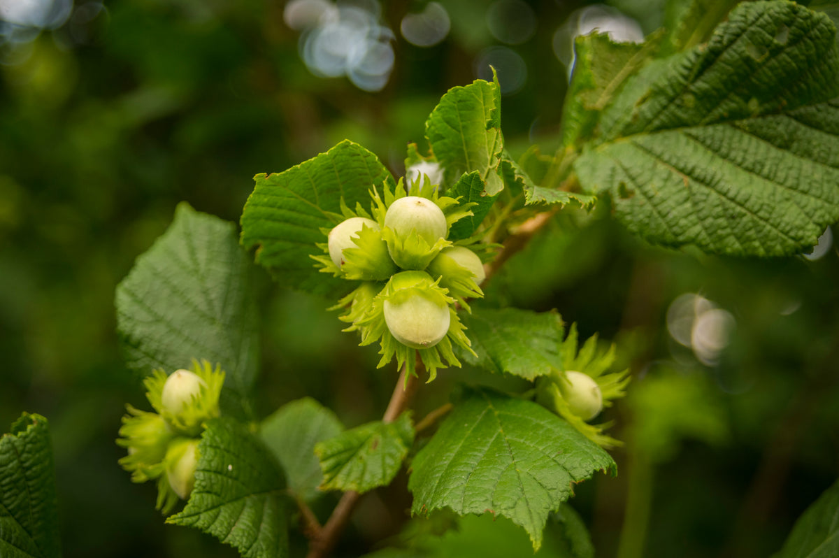 Corylus 'Webb's Prize Cob', 10-pack