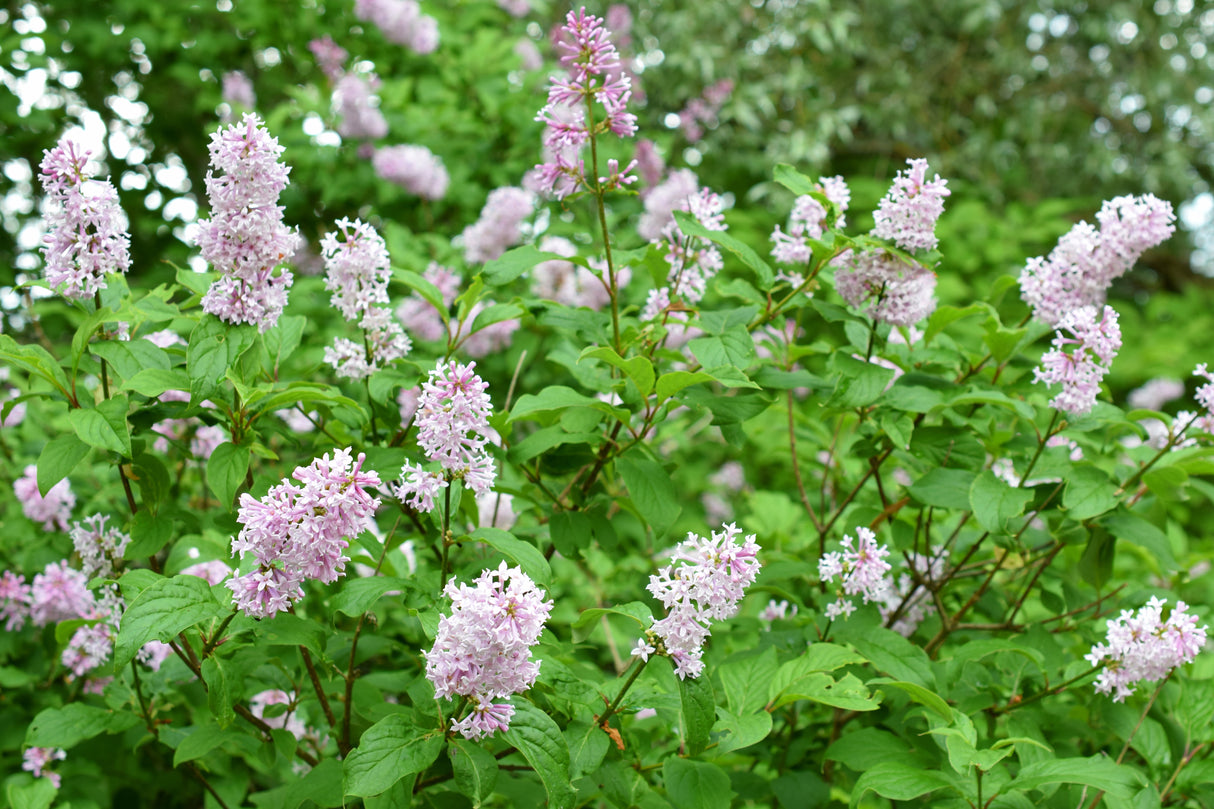 Syringa Josikaea, 30-50 cm 150-pack