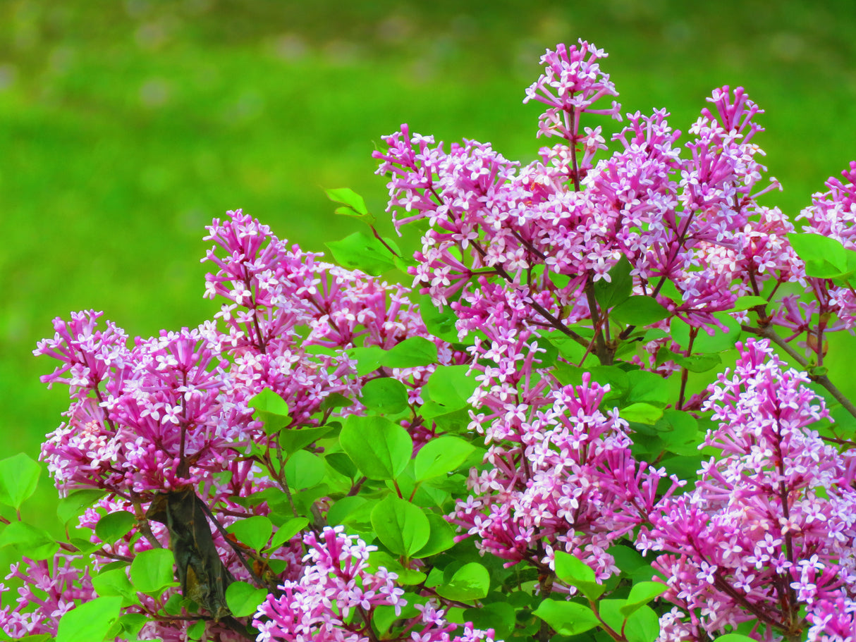 Syringa Josikaea, 30-50 cm 150-pack