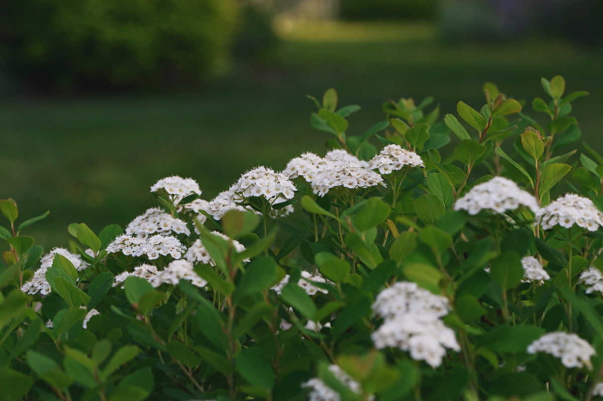 Spiraea betulifolia 'Tor' E, co, 20-pack
