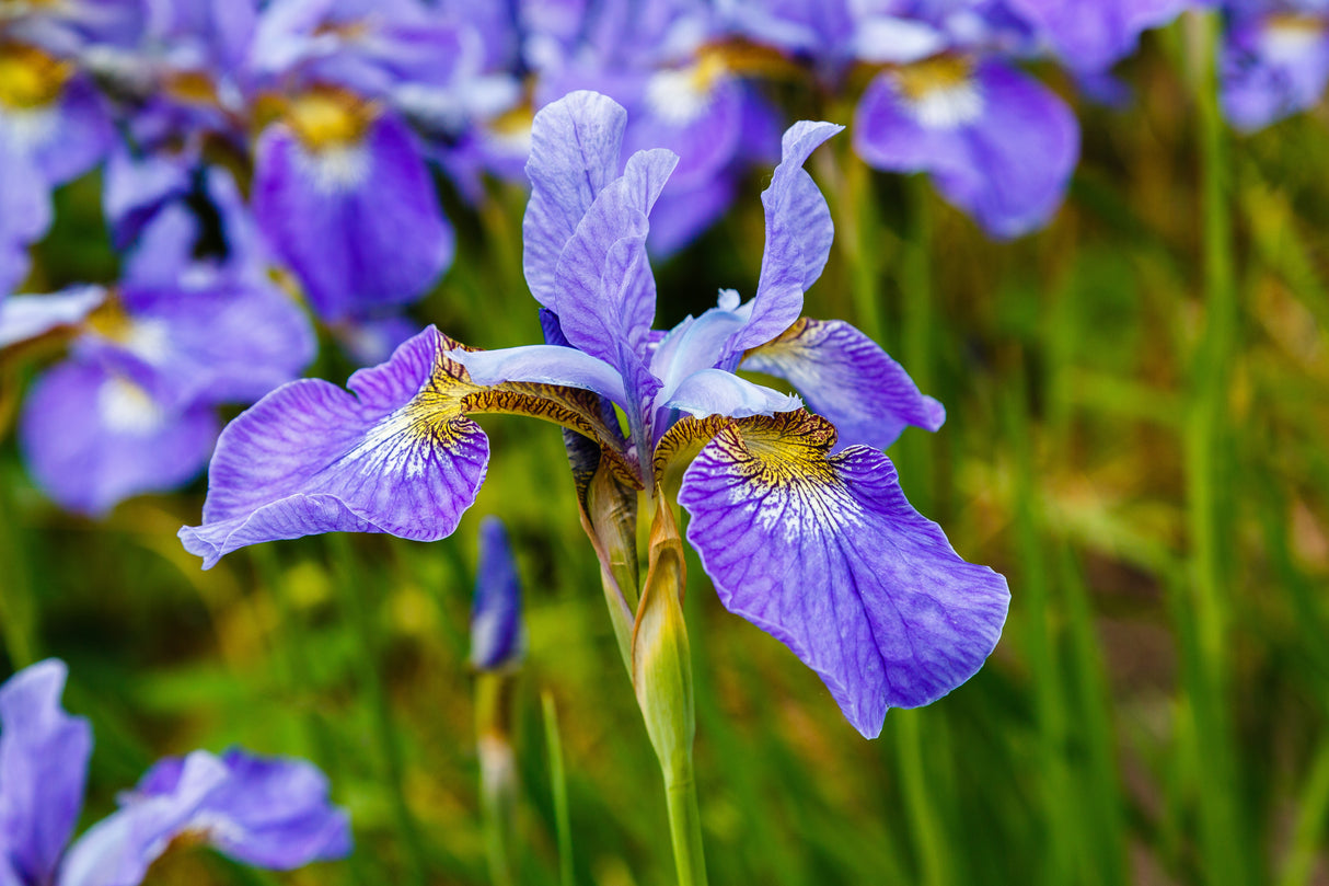 Iris sibirica 'Blue King', 15-pack