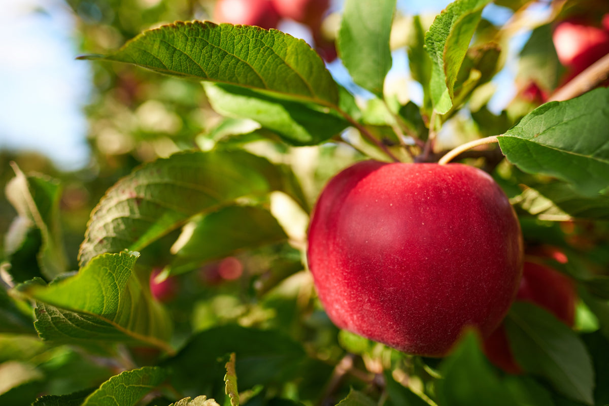 Äpple 'Katja' E A2 co Inkl. Uppbindning