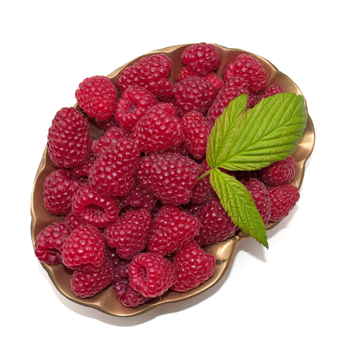 Rubus (Hösthallon) 'Autumn Bliss' E, 3-pack