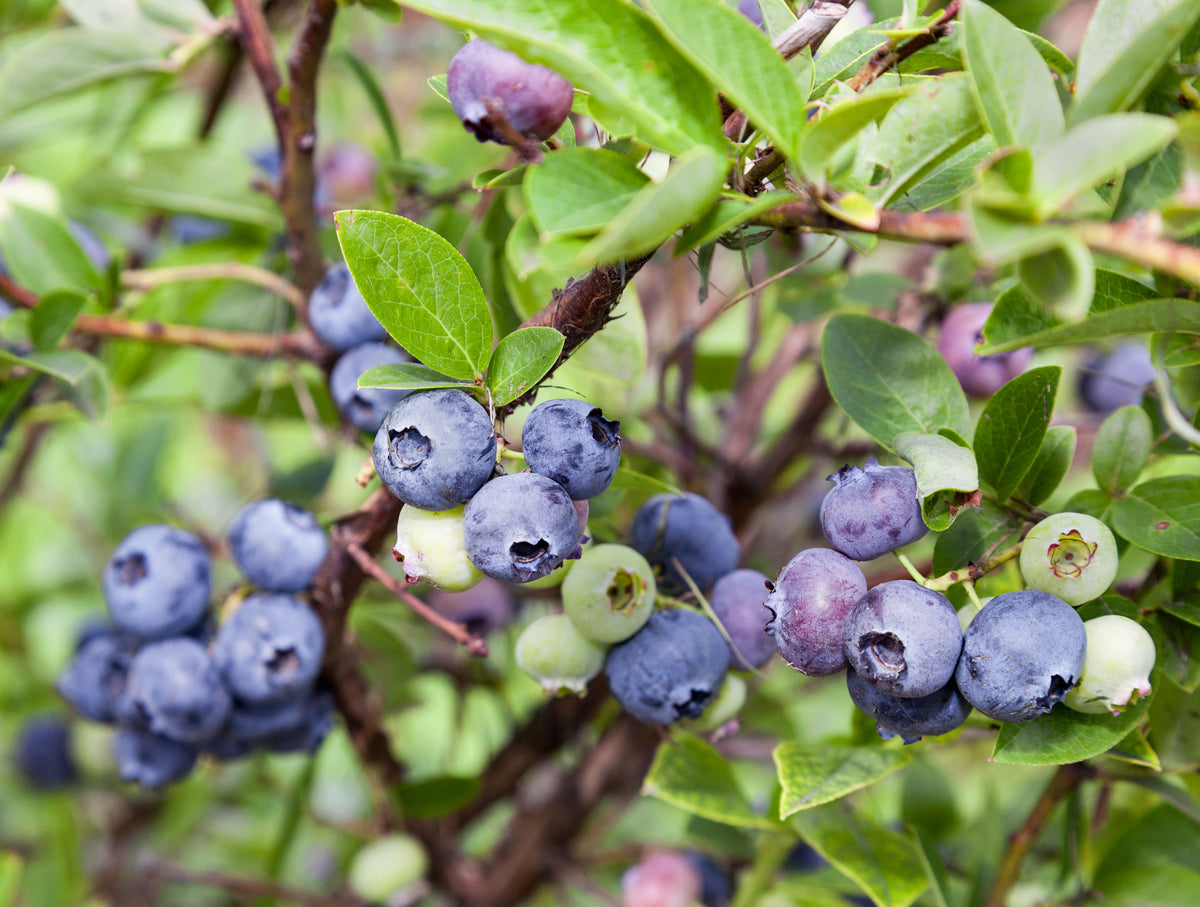 Vaccinium 'Emil' E, 1-pack