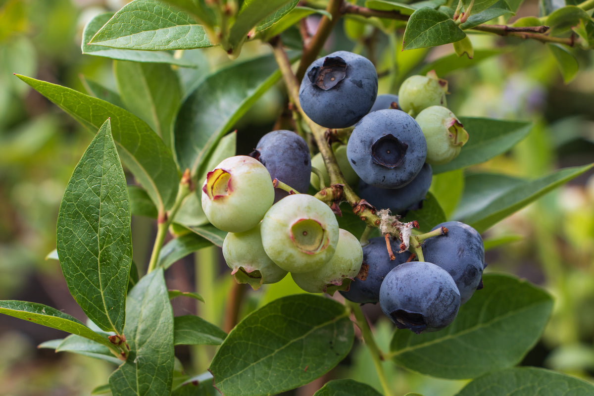 Vaccinium 'Putte' E, 10-pack