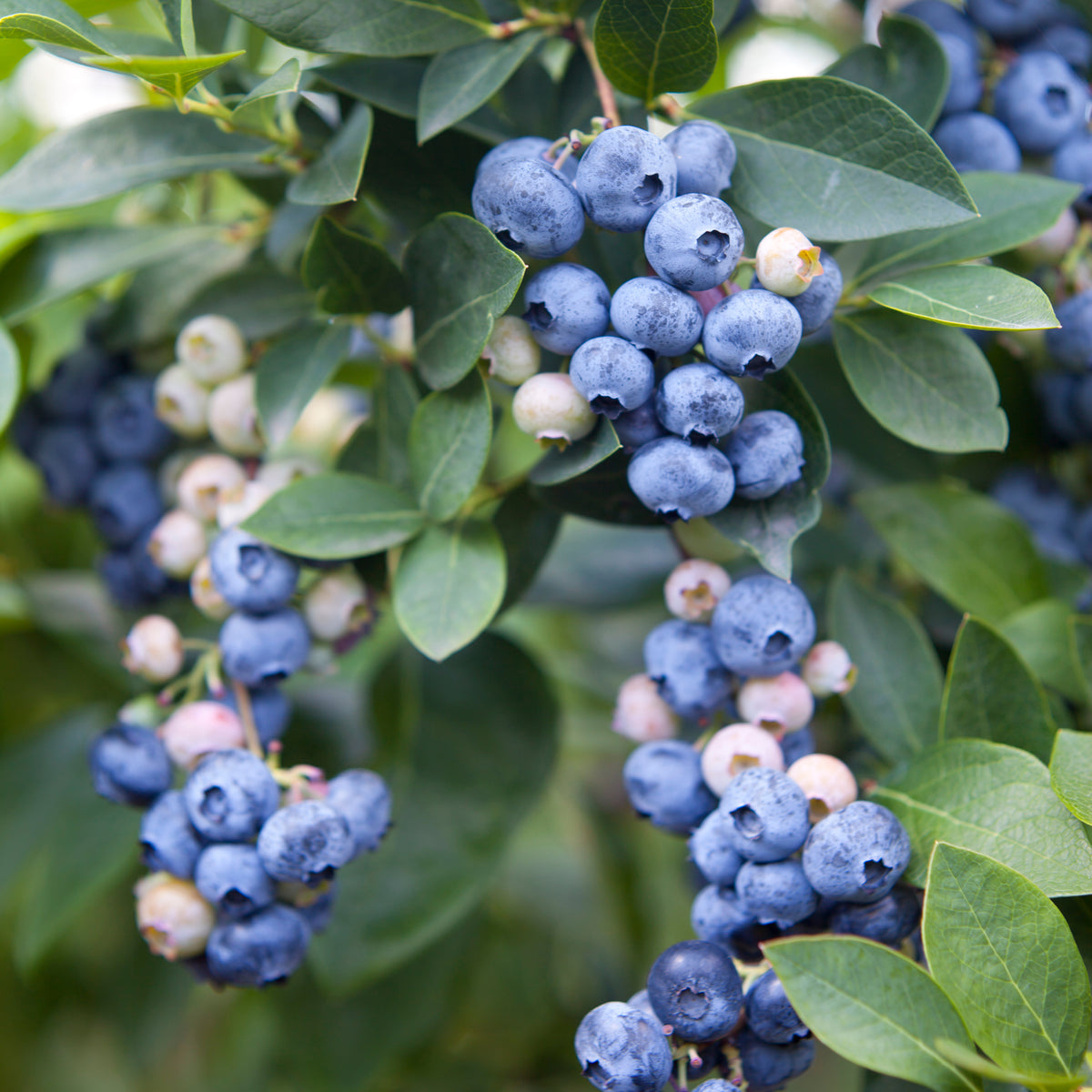 Vaccinium 'Olle', 1-pack