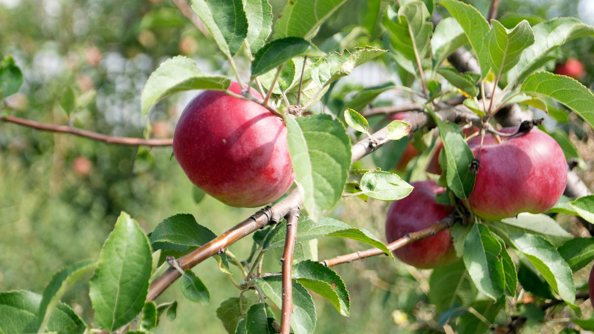 Äpple 'Birgit Bonnier' E A2 co Inkl. Uppbindning