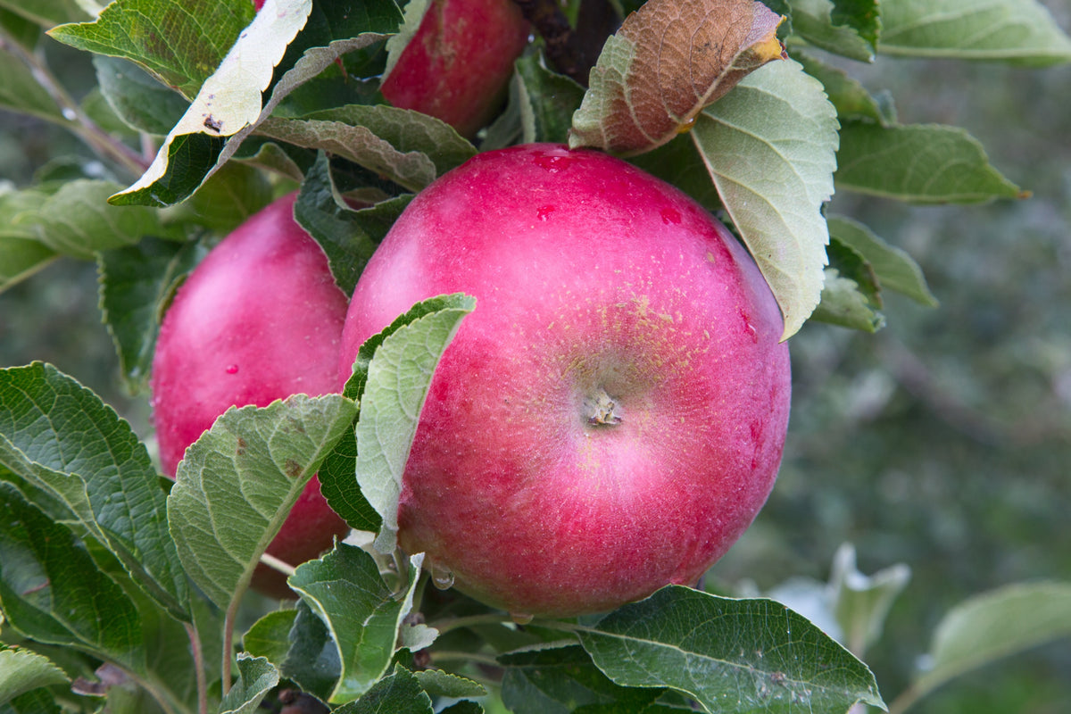 Äpple 'Mio' E A2 co Inkl. Uppbindning