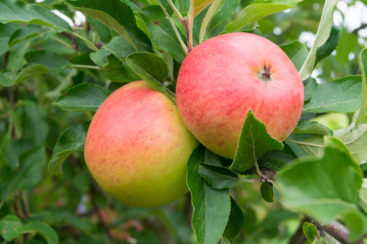 Äpple 'Rubinola' MM111 co Inkl. Uppbindning