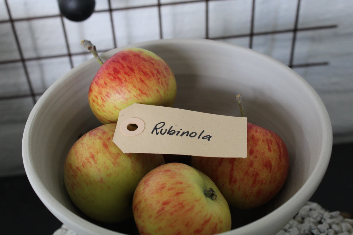 Äpple 'Rubinola' MM111 co Inkl. Uppbindning