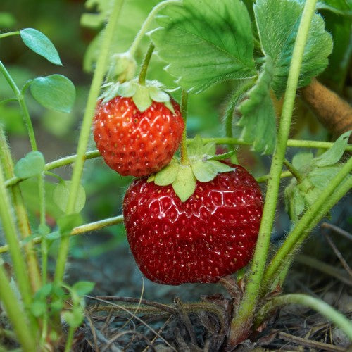 Jordgubbe 'Malwina' 10,5cm kruka