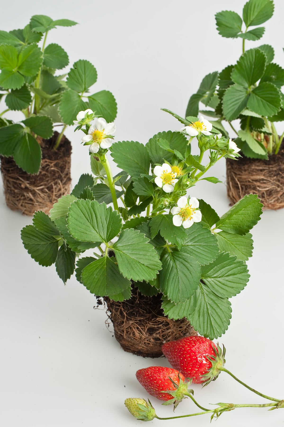 Fragaria ananassa 'Korona', 15-pack