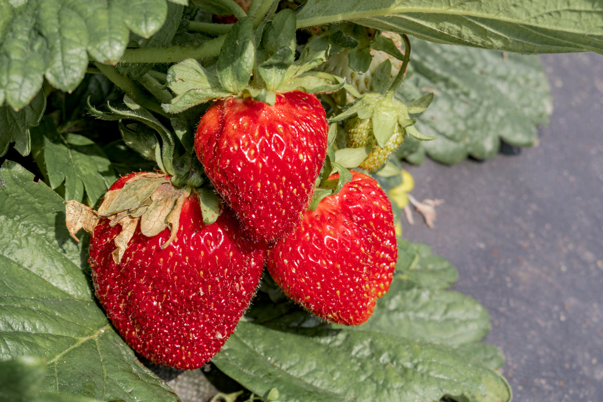 Fragaria ananassa 'Honeoye', 6-pack