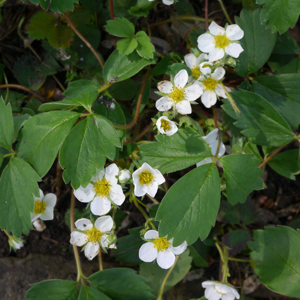 Fragaria ananassa 'Honeoye', 15-pack