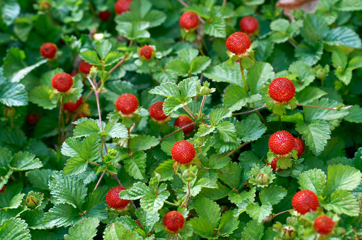 Fragaria vesca 'R?gen', 6-pack