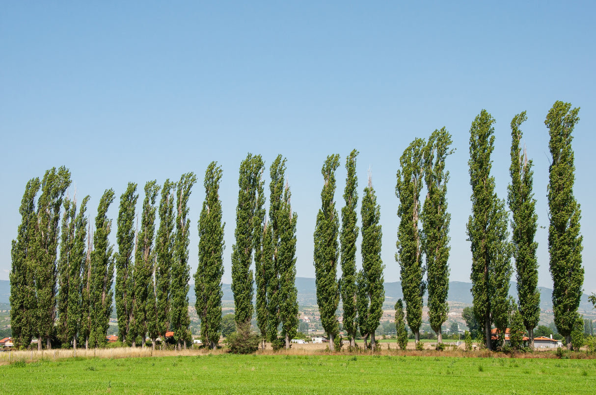 Populus nigra 'Italica', 60-100 cm, 200-pack