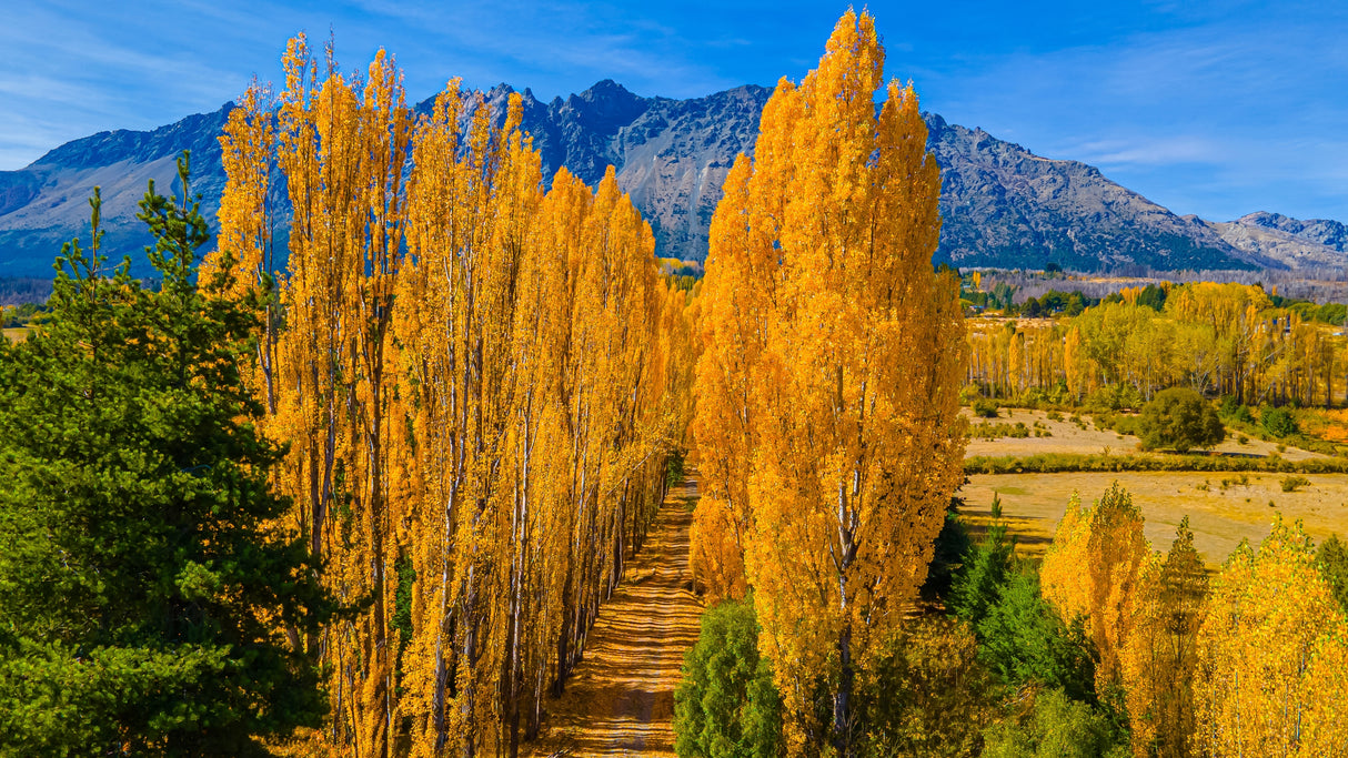 Populus nigra 'Italica', 60-100 cm, 150-pack