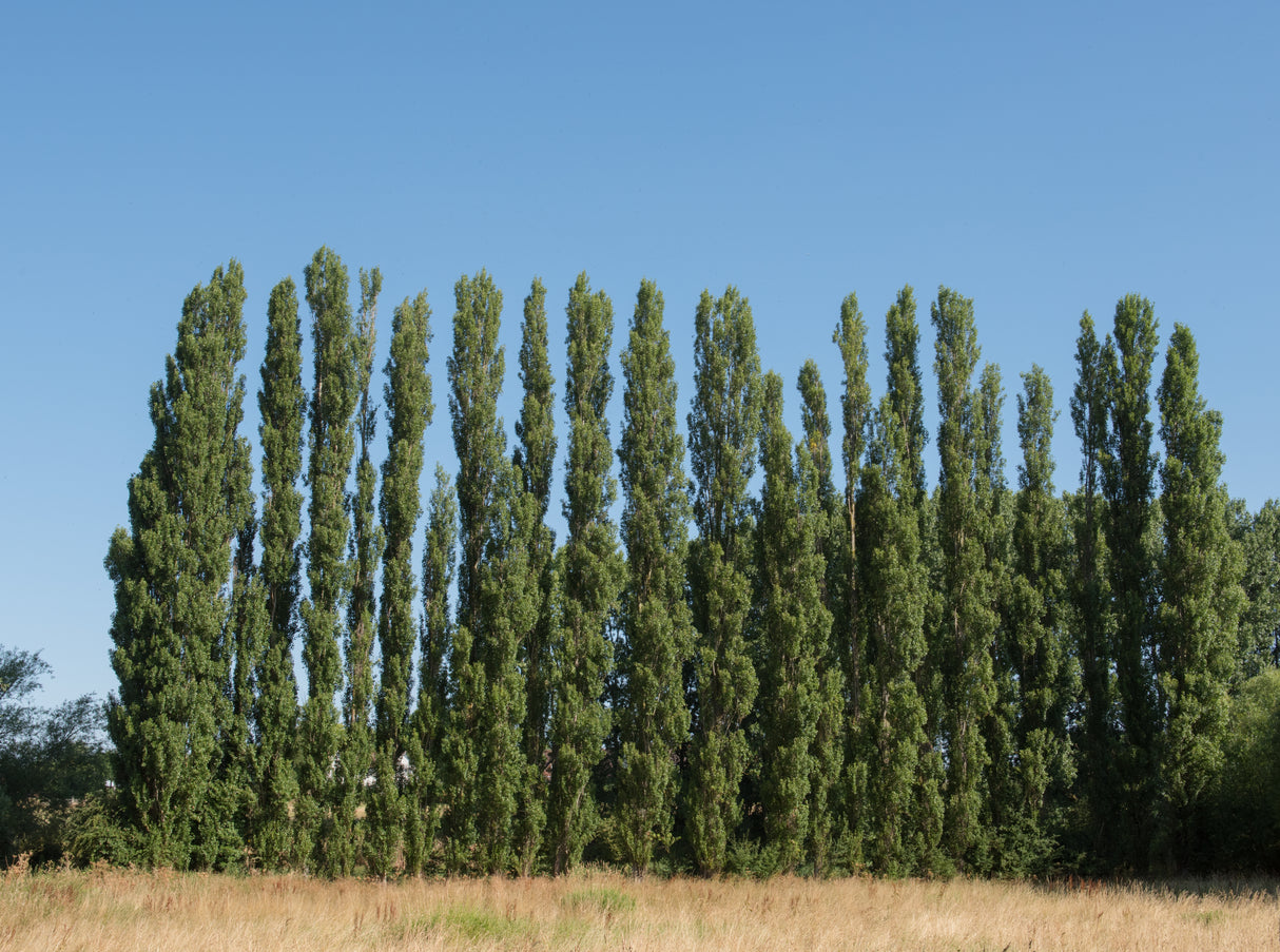 Populus nigra 'Italica', 60-100 cm, 200-pack