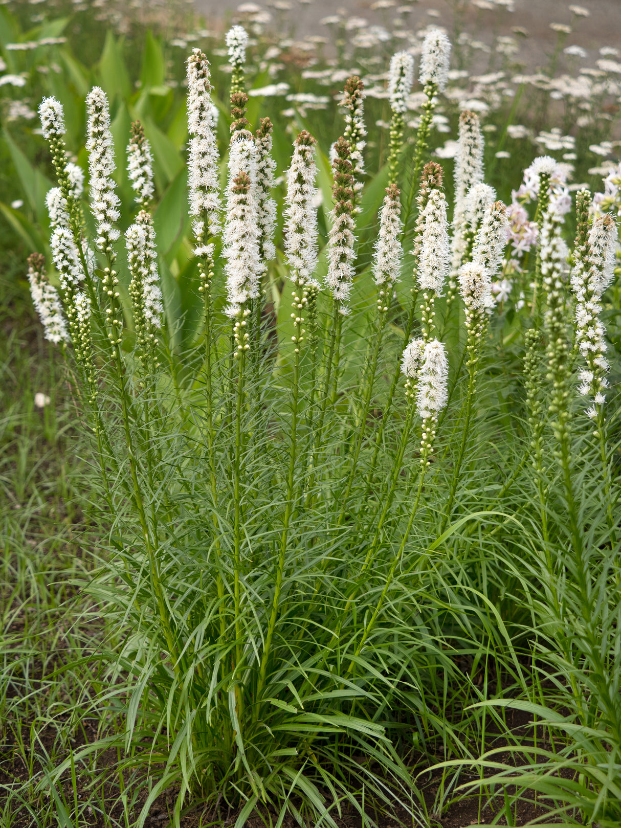 Liatris spicata 'Alba', 3-pack