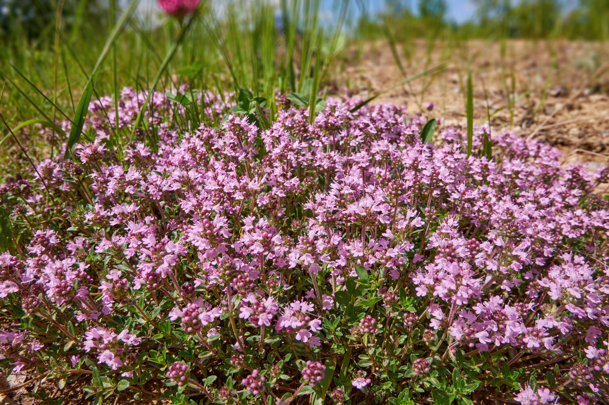 Thymus serpyllum 'Coccineus', 6-pack