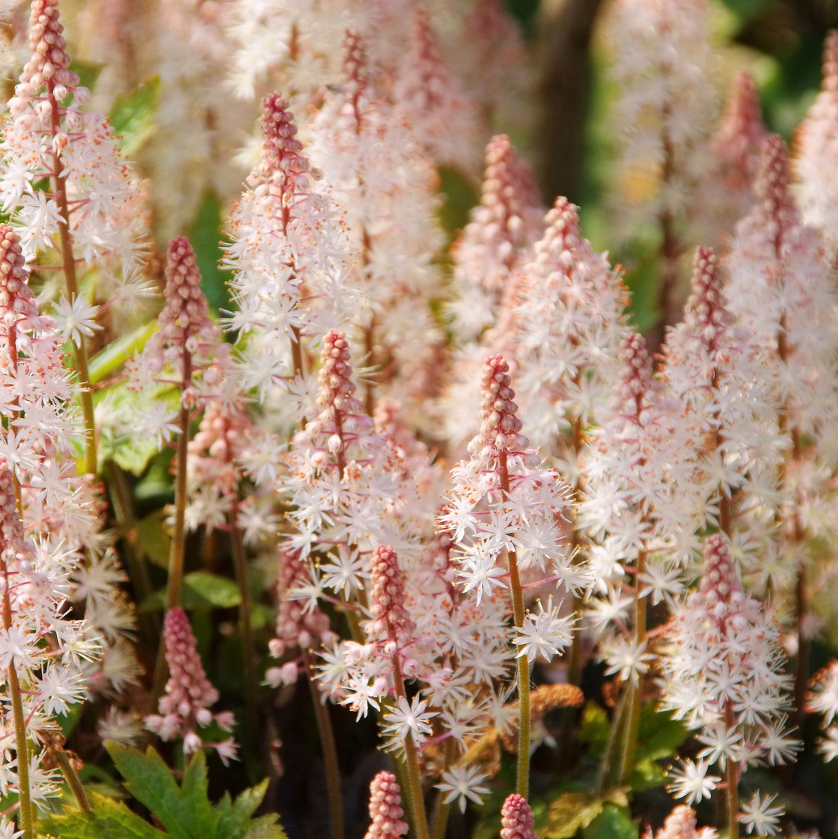 Tiarella 'Pink Skyrocket', 6-pack