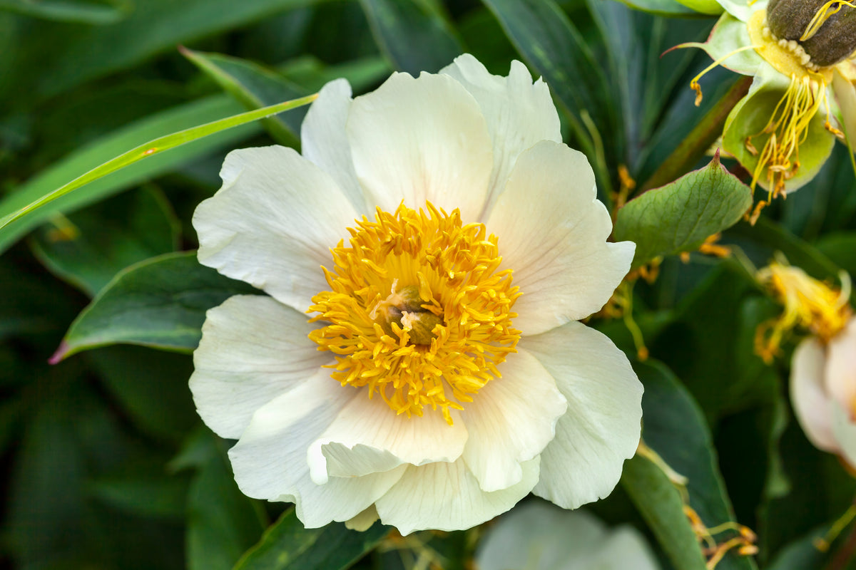 Paeonia lactiflora 'Claire de Lune', 2L, 4-pack