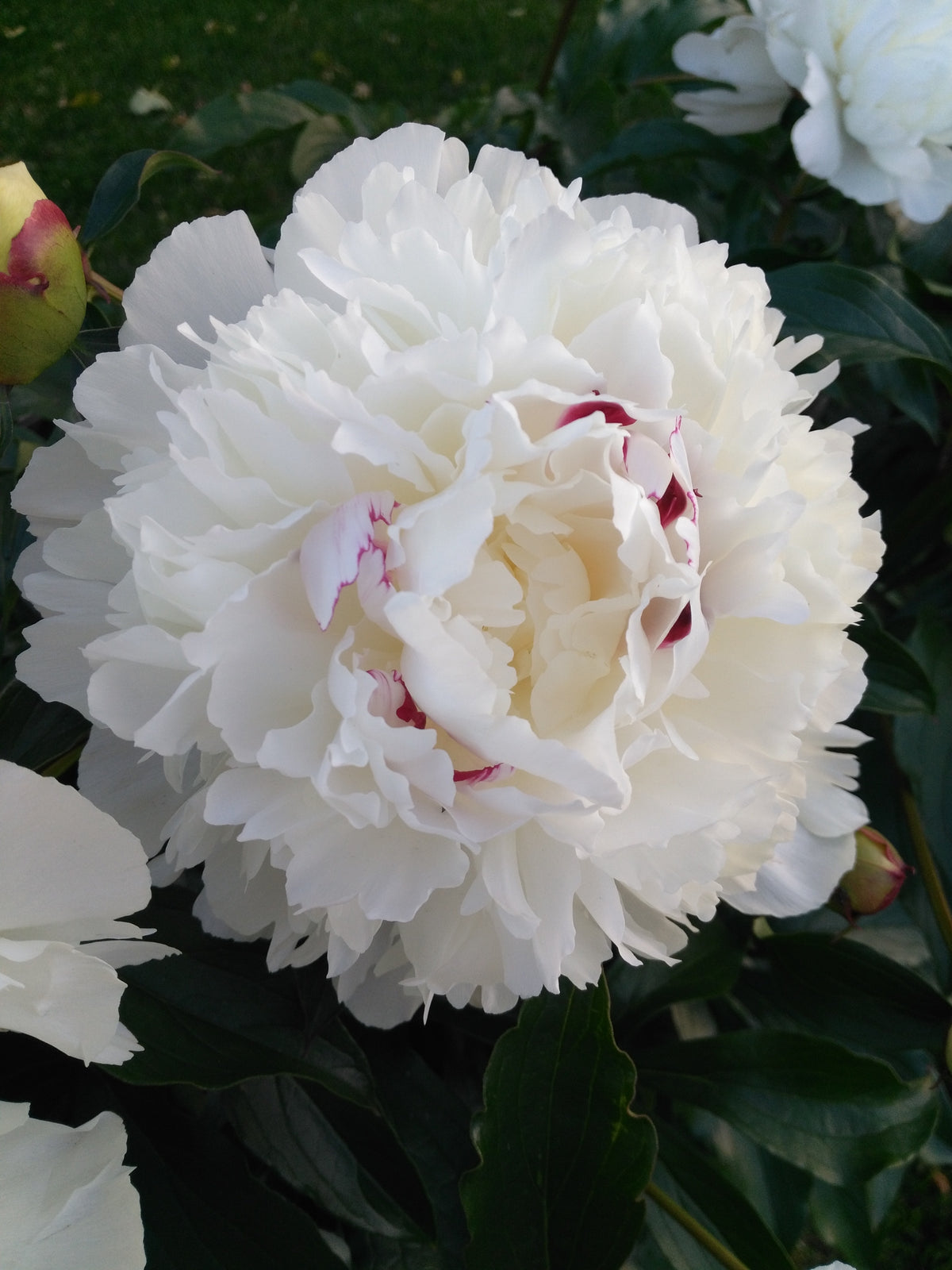 Paeonia lactiflora ?Festiva Maxima?, 2L, 8-pack