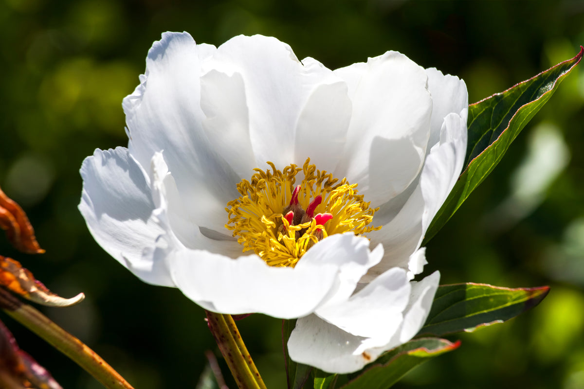 Paeonia lactiflora 'White Wings', 2L, 2-pack
