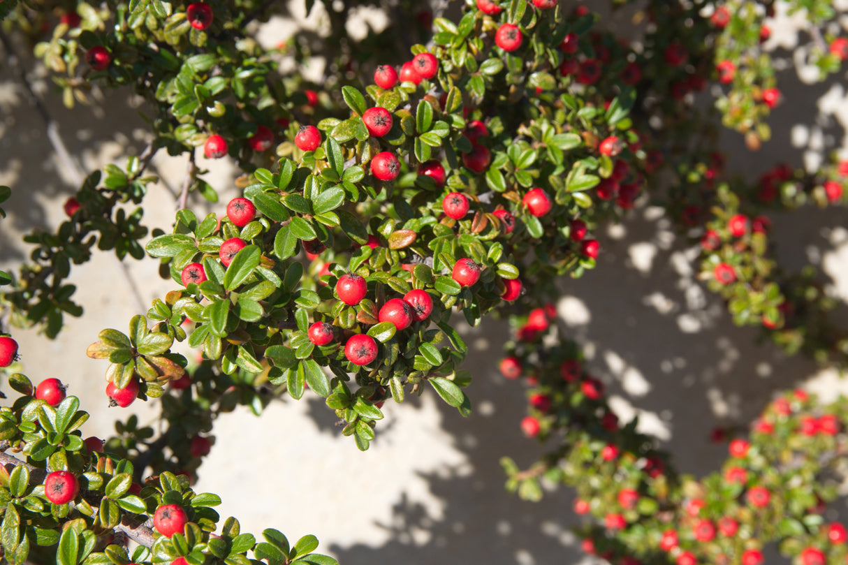 Cotoneaster × suecicus 'Skogholm', co, 20-pack