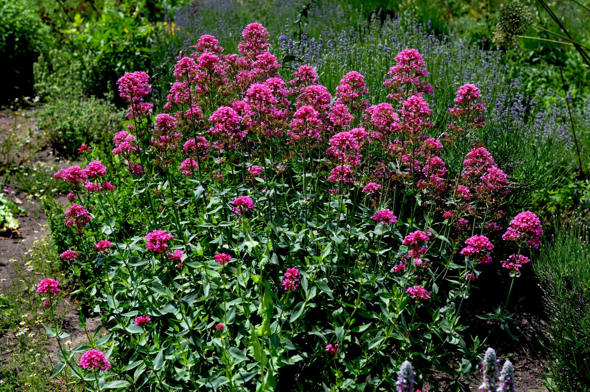 Centranthus ruber 'Coccineus', 6-pack