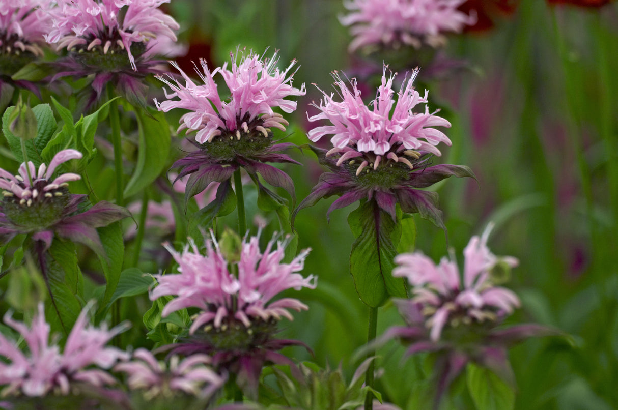 Monarda 'Beauty of Cobham', 6-pack