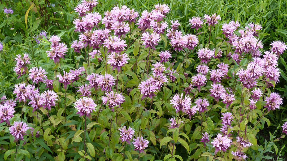 Monarda 'Beauty of Cobham', 15-pack