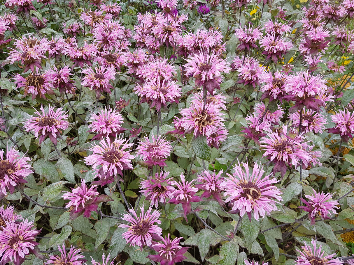 Monarda 'Beauty of Cobham', 6-pack