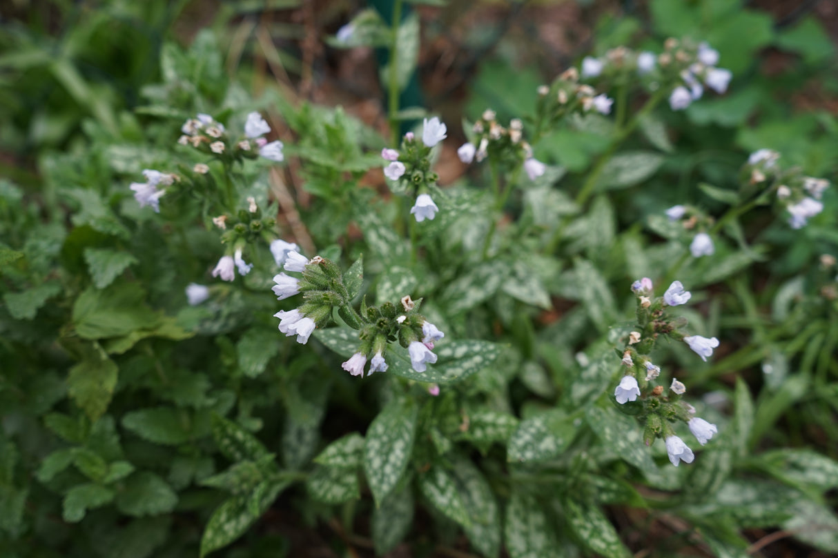 Pulmonaria OPAL ('Ocupol'), 6-pack