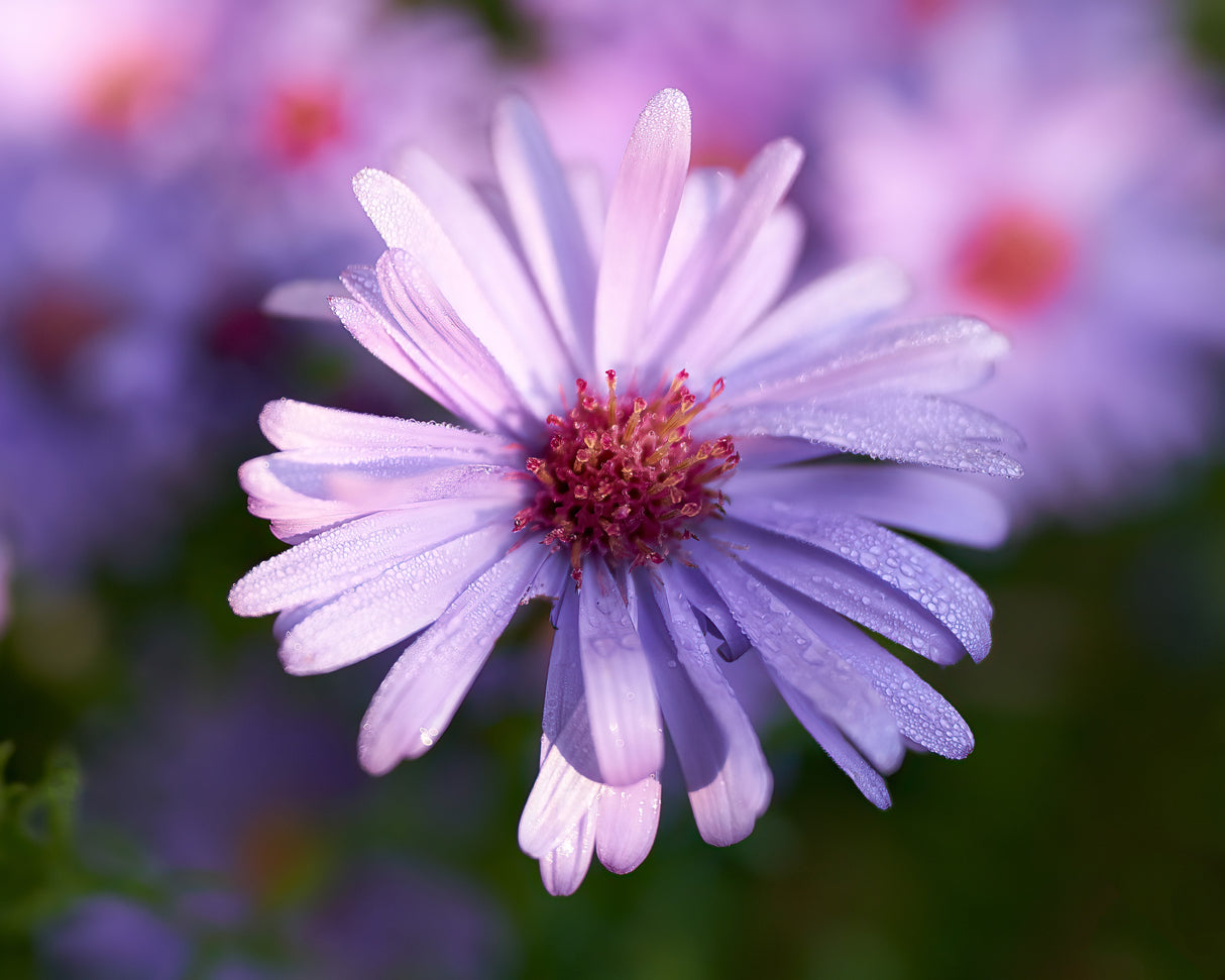 Symphyotrichum novi-belgii (Oktoberaster-Gr.) 'Early Blue', 15-pack