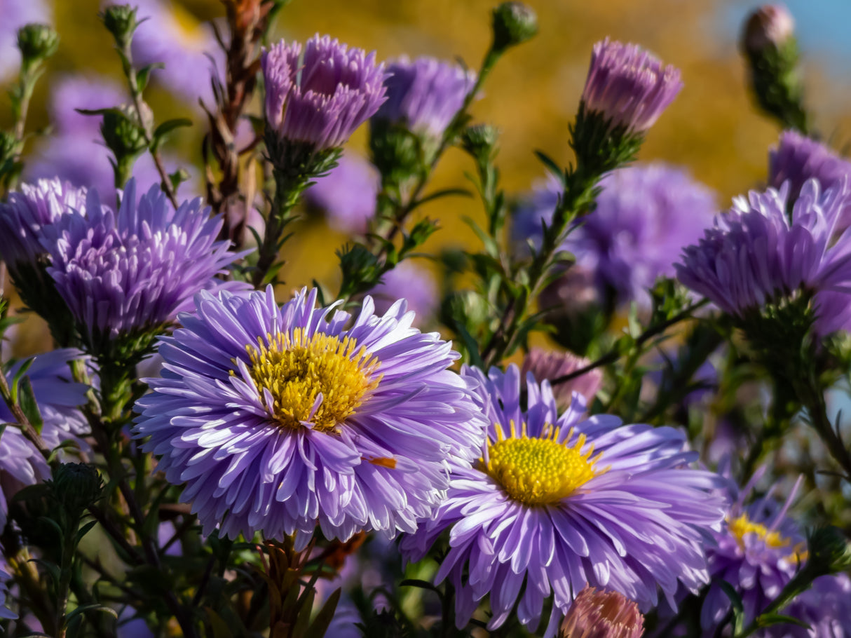 Symphyotrichum novi-belgii (Oktoberaster-Gr.) 'Early Blue', 15-pack