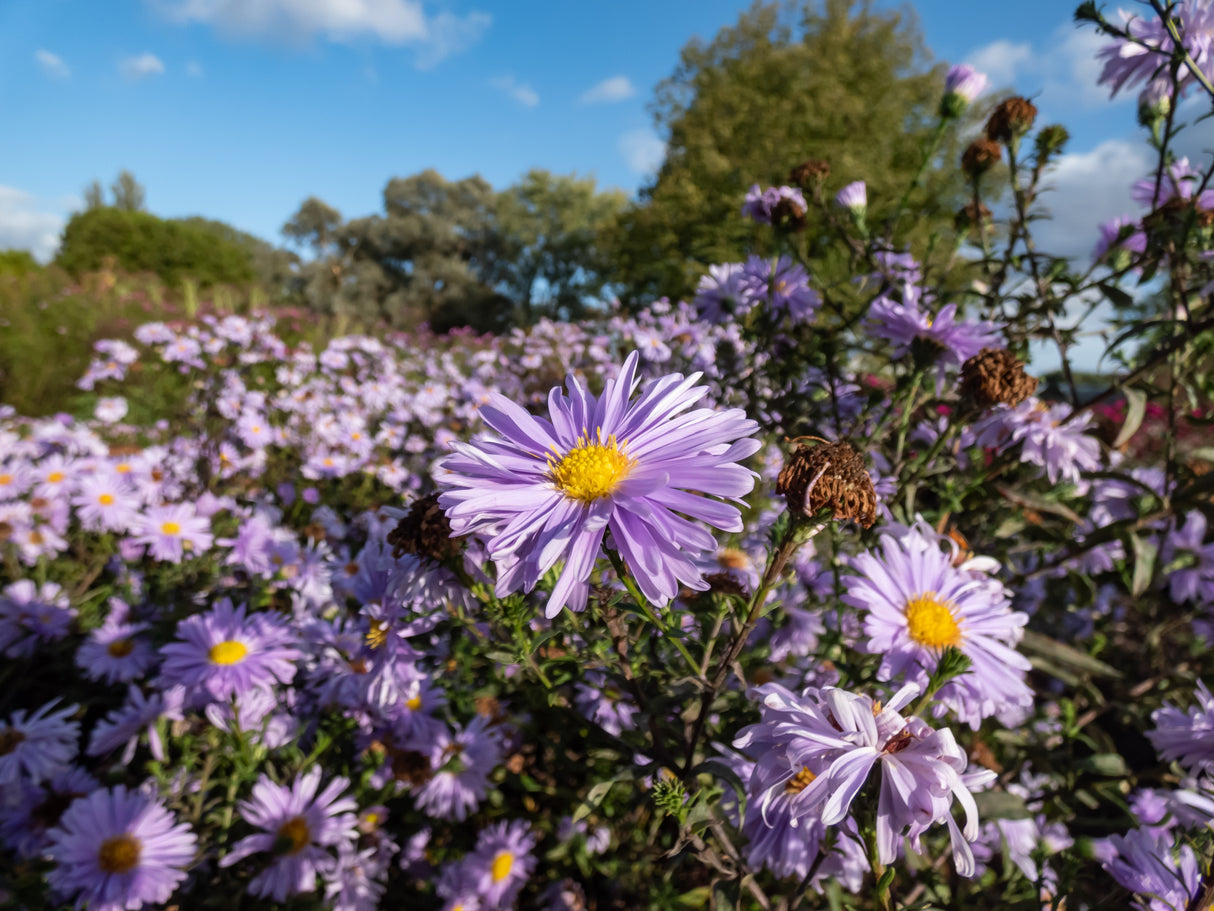 Symphyotrichum novi-belgii (Oktoberaster-Gr.) 'Early Blue', 15-pack