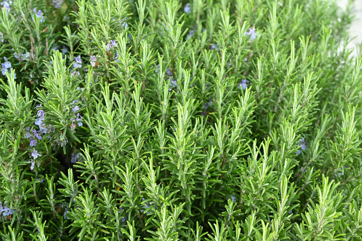 Salvia rosmarinus, 3-pack