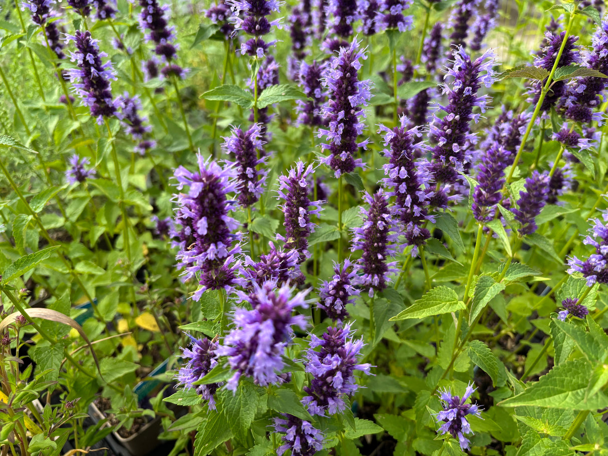 Agastache 'Black Adder', 15-pack