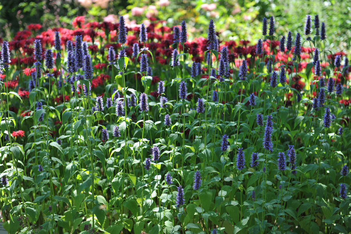 Agastache 'Black Adder', 15-pack