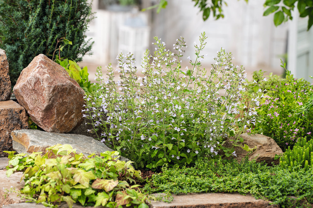 Clinopodium nepeta 'Blue Cloud', 15-pack