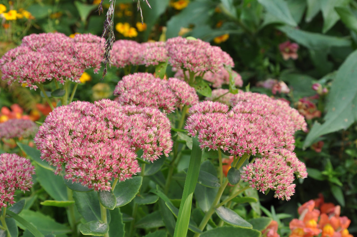 Hylotelephium spectabile 'Brilliant', 15-pack