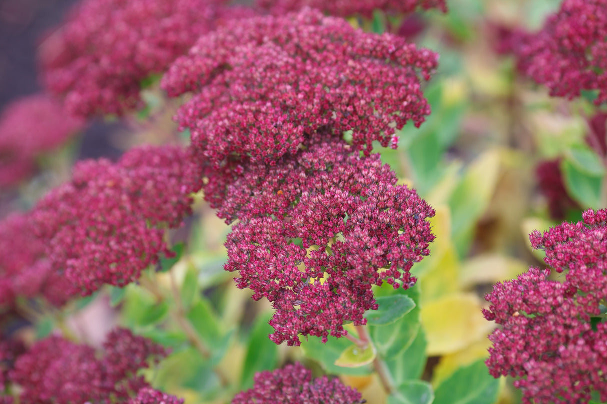 Hylotelephium spectabile 'Brilliant', 6-pack