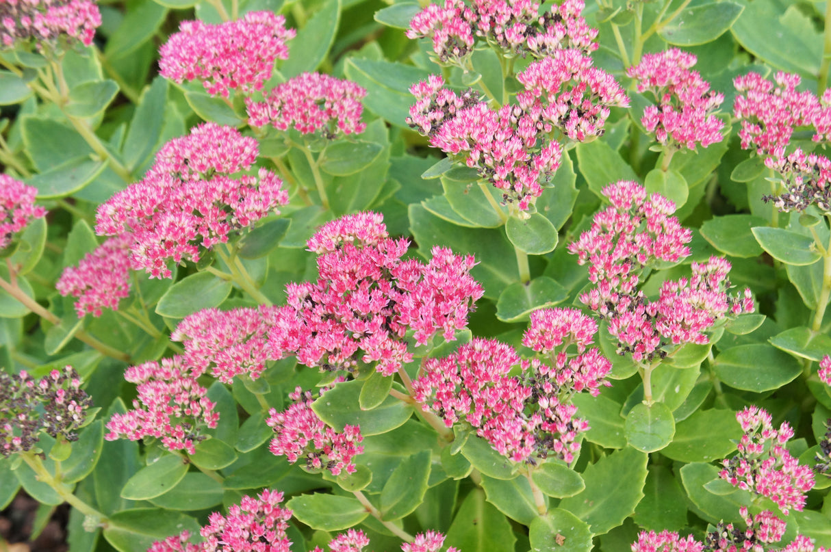 Hylotelephium spectabile 'Brilliant', 15-pack