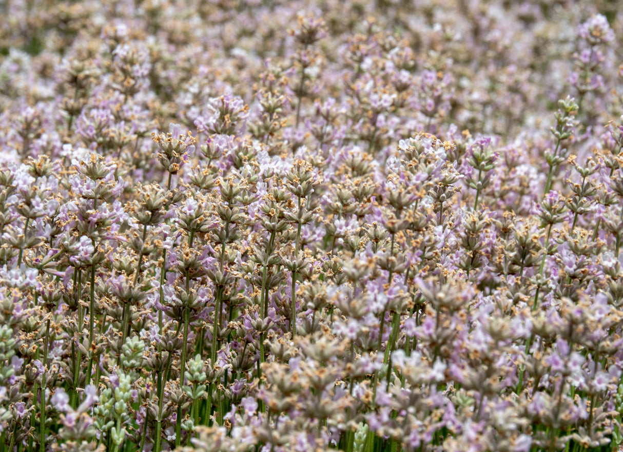 Lavandula angustifolia 'Rosea', 15-pack