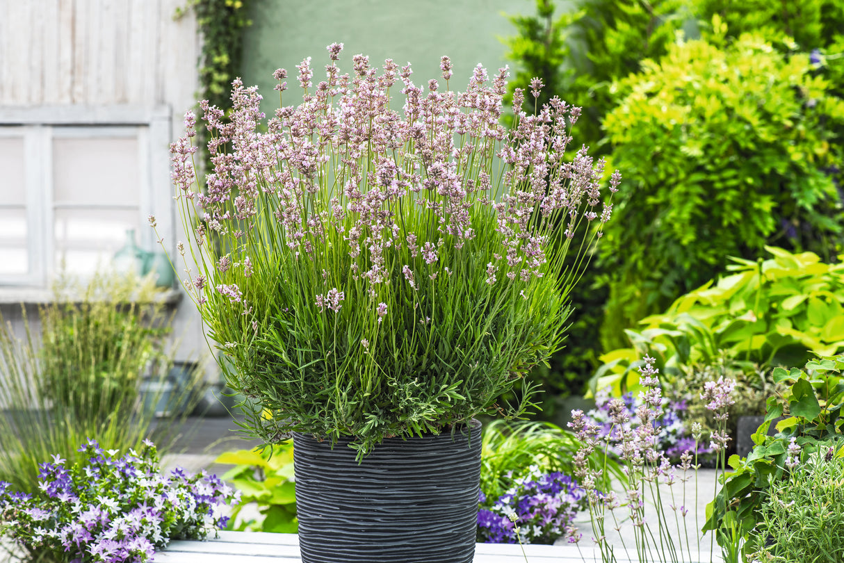 Lavandula angustifolia 'Rosea', 15-pack