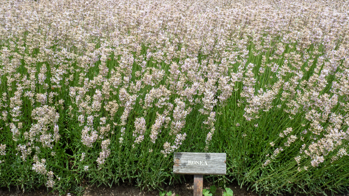 Lavandula angustifolia 'Rosea', 15-pack