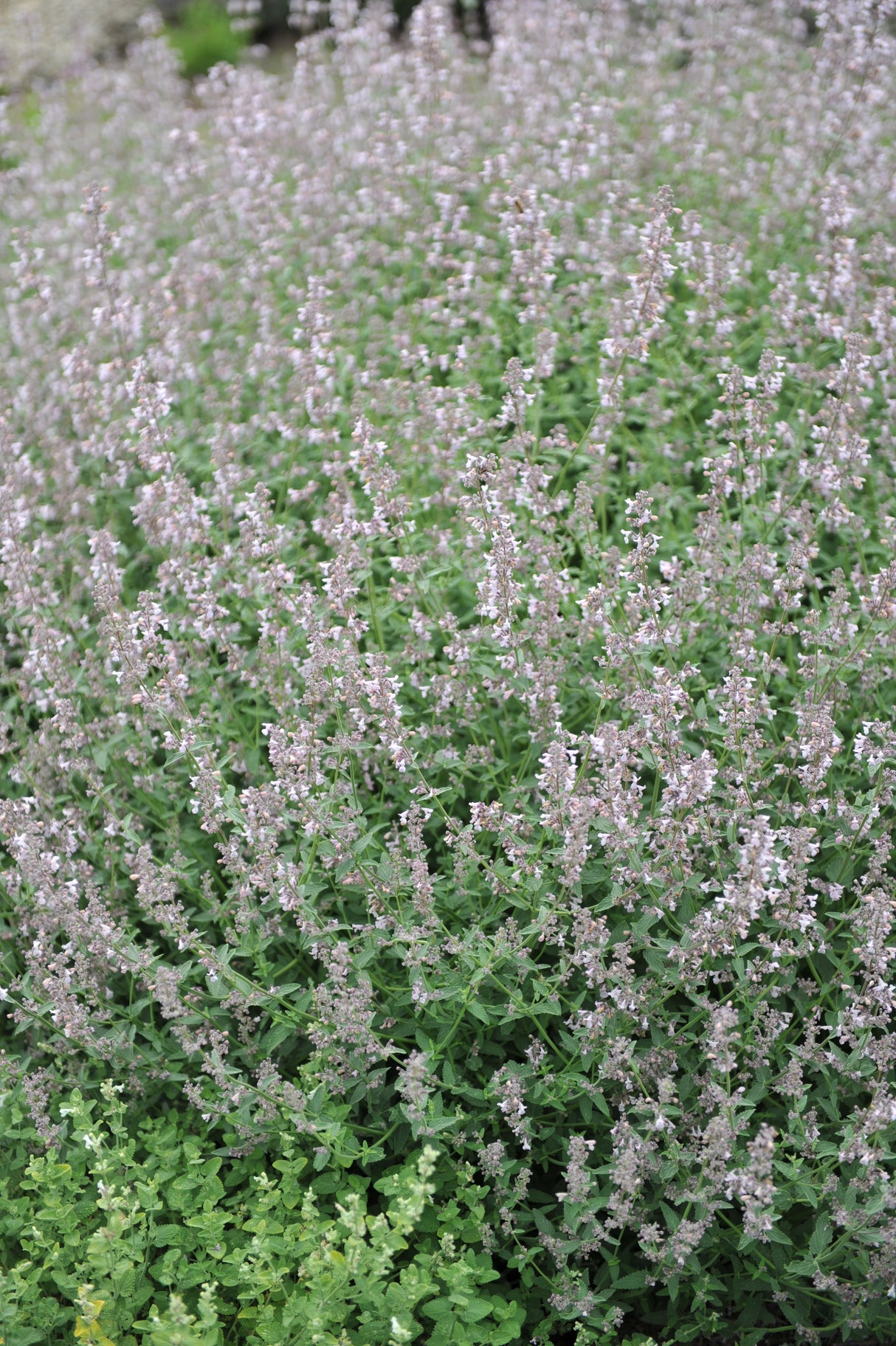 Nepeta faassenii 'Amelia', 6-pack