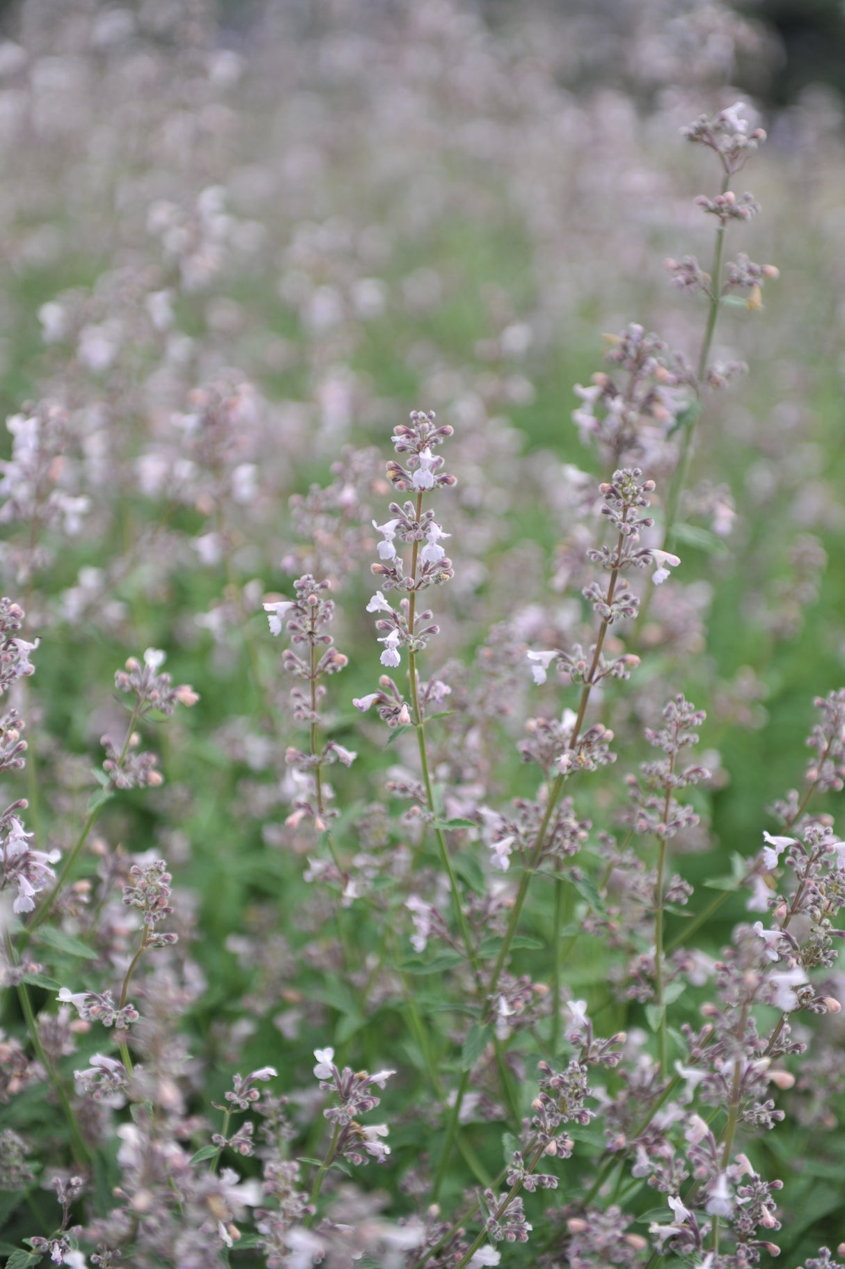 Nepeta faassenii 'Amelia', 6-pack